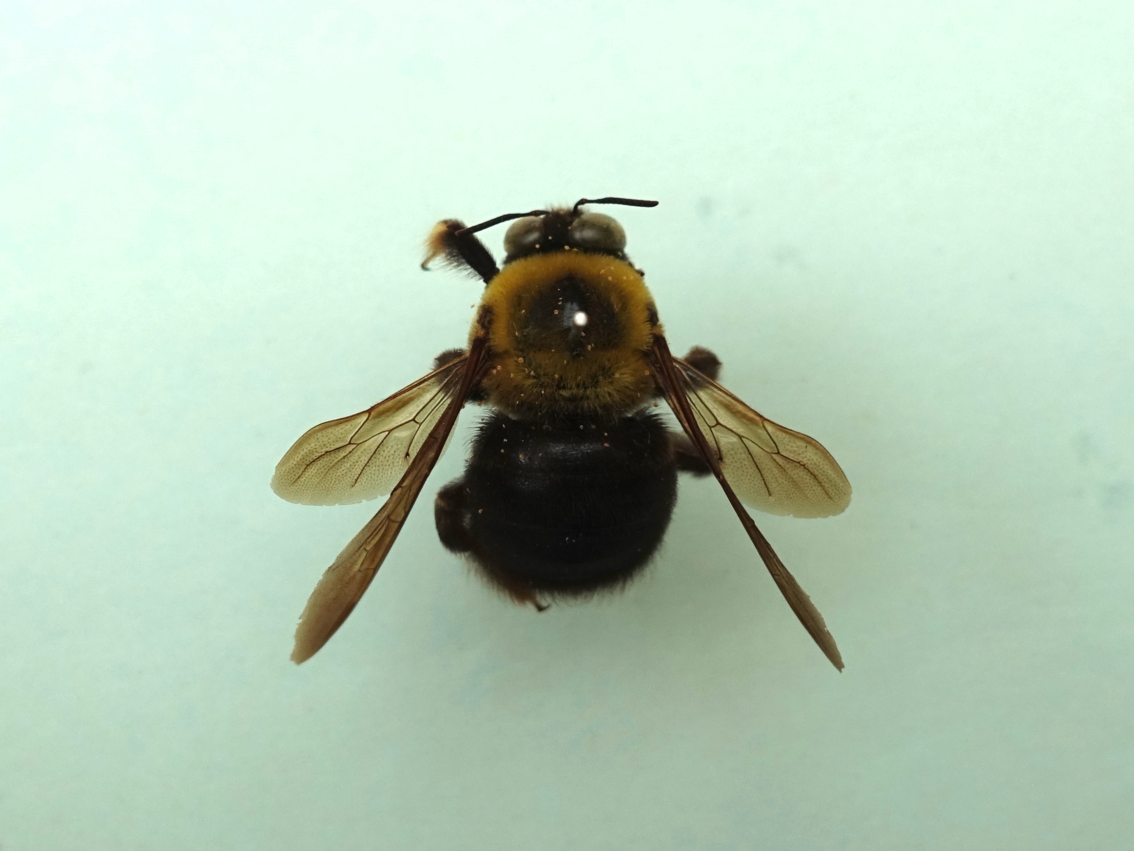 キムネクマバチ Xylocopa appendiculata circumvolans - 島根大学標本資料類データベース