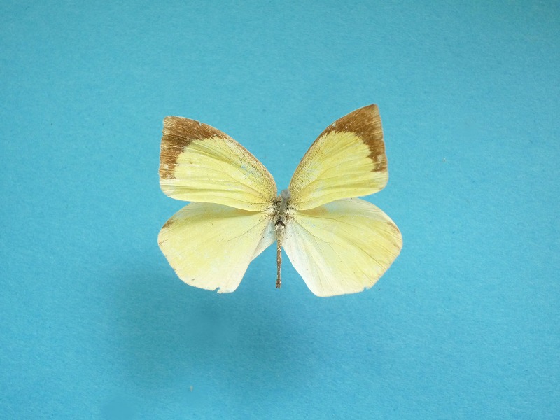 ツマグロキチョウ Eurema laeta - 島根大学標本資料類データベース